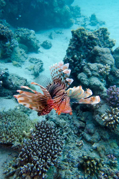 Récif corallien avec des poissons-lions au-dessus du fond de la mer tropicale — Photo