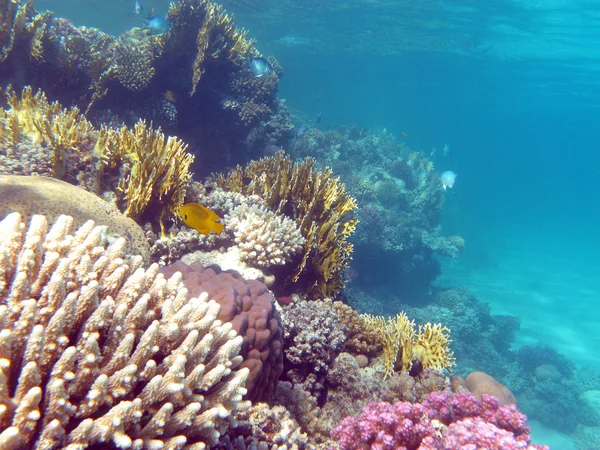 Színes korall zátony-val kemény korallok, trópusi tenger alján — Stock Fotó