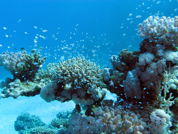 Arrecife de coral con corales duros y peces exóticos en el fondo del mar tropical —  Fotos de Stock