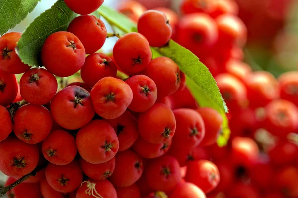 Grappe de rowanberry rouge dans le jardin - gros plan — Photo