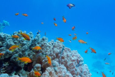 renkli mercan resifi sert mercan ve egzotik balıkları tropikal Deniz dibinde ile
