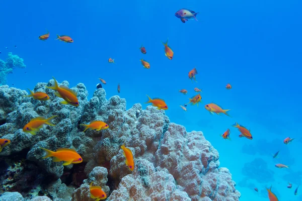 Recife de coral colorido com corais duros e peixes exóticos no fundo do mar tropical — Fotografia de Stock