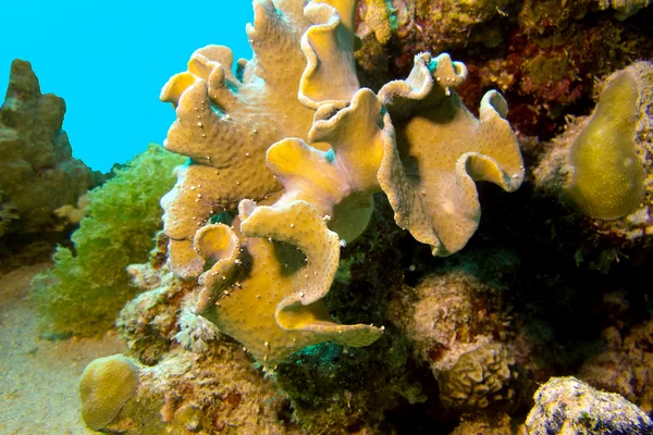 Arrecife de coral con gran coral suave amarillo en el fondo del mar tropical —  Fotos de Stock