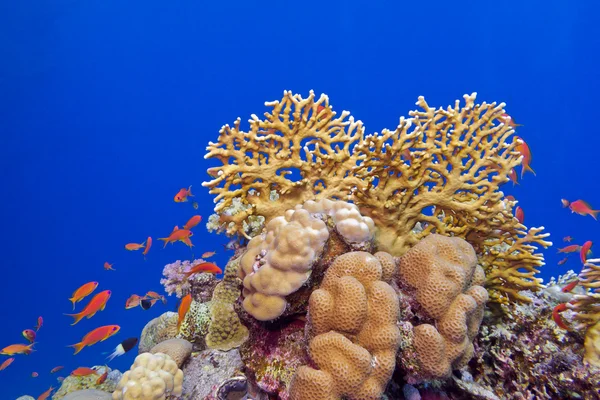 Rafa koralowa z twardych koralowców i egzotyczne ryby na dnie morza tropikalne — Zdjęcie stockowe