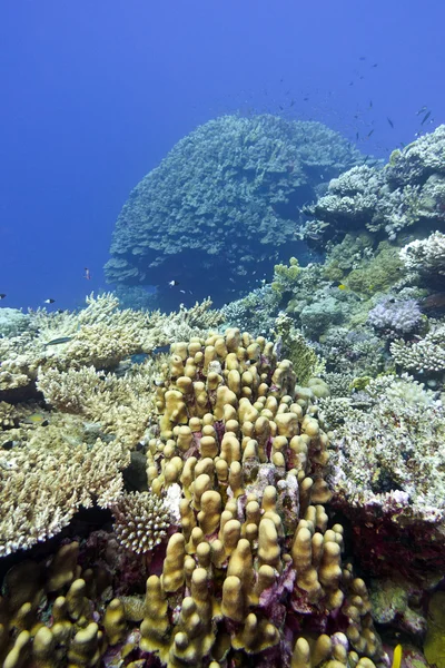 Coral reef with great hard corals at the bottom of tropical sea — Stock Photo, Image