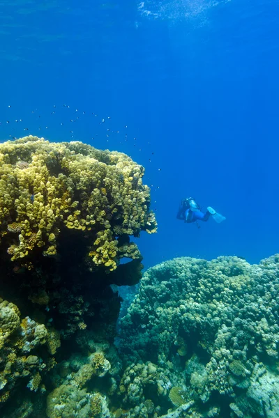 Recife de coral com grande coral duro amarelo e mergulhador no fundo do mar tropical — Fotografia de Stock