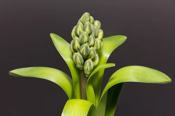 Isolierte grüne Blütenknospen der Hyazinthe auf dunklem Hintergrund — Stockfoto
