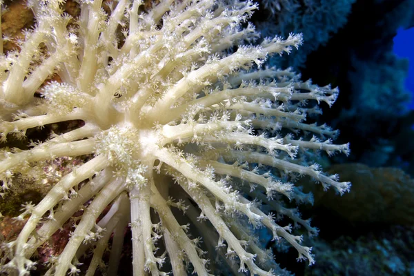 Korallenriff mit schönen weißen Weichkorallen auf dem Grund des tropischen Meeres — Stockfoto