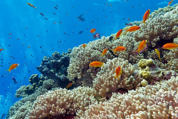 Barriera corallina variopinta con coralli duri e pesci esotici in fondo al mare tropicale — Foto Stock
