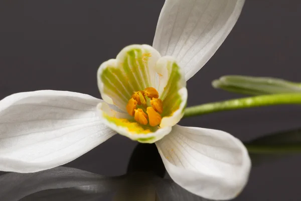 Pojedynczy kwiat na białym tle na ciemnym tle przebiśnieg — Zdjęcie stockowe