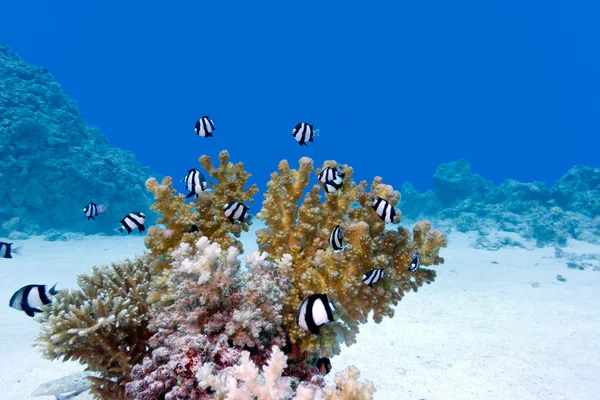 Arrecife de coral con coral duro y peces exóticos en el fondo del mar tropical — Foto de Stock