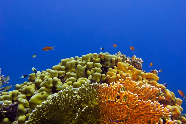 Bellissimo giallo corallo duro in fondo al mare tropicale — Foto Stock