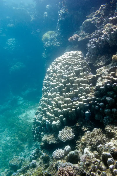Коралловый риф с большими поритами кораллов на дне тропического моря — стоковое фото