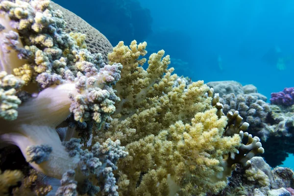 Korallenriff mit großen gelben Weichkorallen am Grund des tropischen Meeres — Stockfoto