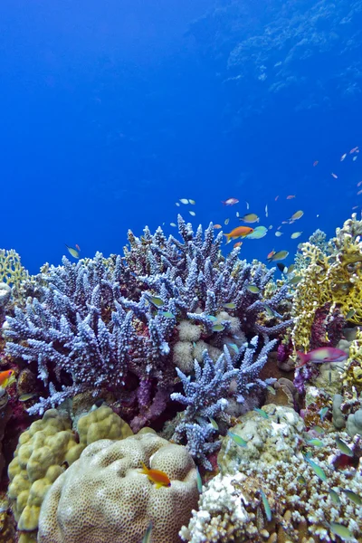Coral reef with blue hard corals at the bottom of tropical sea — Stock Photo, Image