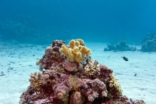 Coral reef with yellow soft coral at the bottom of tropical sea — Stock Photo, Image