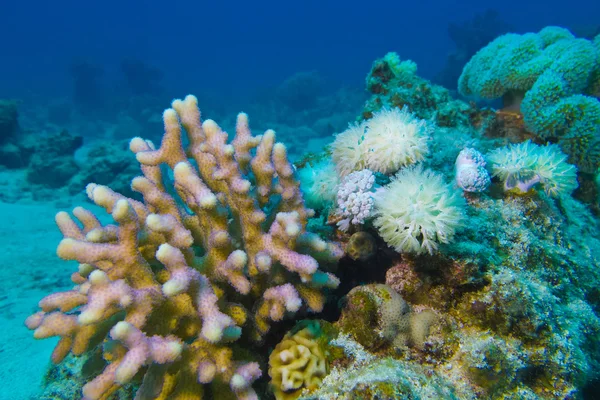 Korallenriff mit Hart- und Weichkorallen am Grund des tropischen Meeres — Stockfoto