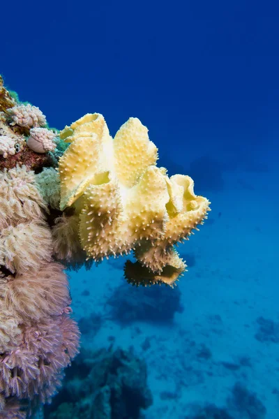 Recife de coral com grande coral macio amarelo no fundo do mar tropical — Fotografia de Stock
