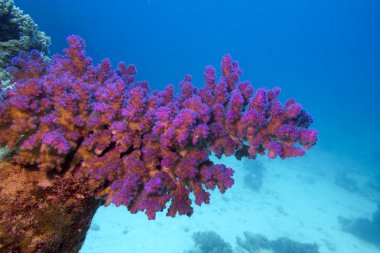 mercan ile tropikal Deniz dibinde pembe pocillopora mercan