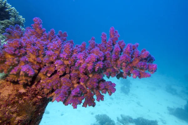 Coral reef with pink pocillopora coral at the bottom of tropical sea — Stock Photo, Image