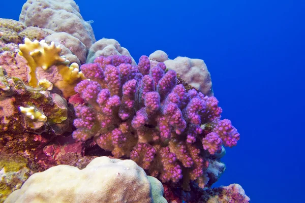 Recifes de coral com coral rosa pocillopora no fundo do mar tropical — Fotografia de Stock