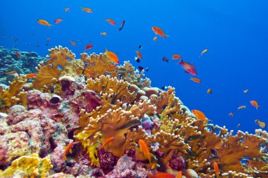 mercan ile mercan ve egzotik balıkları tropikal Deniz dibinde yangın
