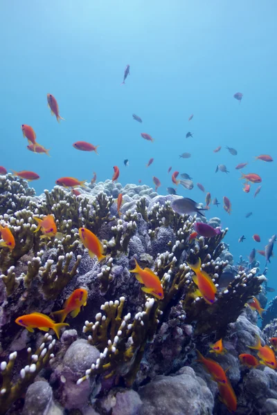 Coral reef with hard corals and exotic fishes anthias at the bottom of tropical sea — Stock Photo, Image