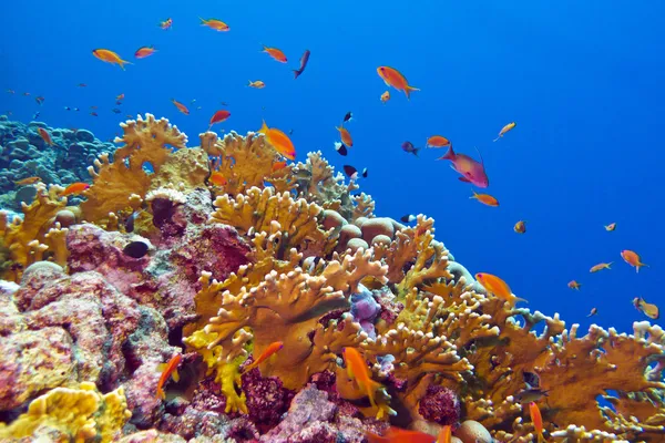 Coral reef with fire coral and exotic fishes at the bottom of tropical sea — Stock Photo, Image