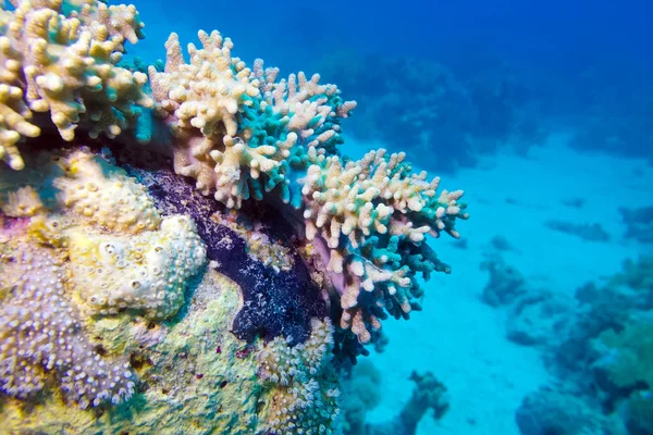 Barriera corallina con corallo morbido sul fondo del mare tropicale — Foto Stock