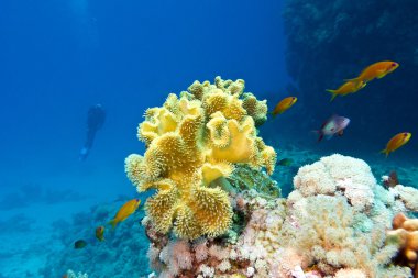 mercan ile tropikal Deniz dibinde büyük sarı yumuşak mercan