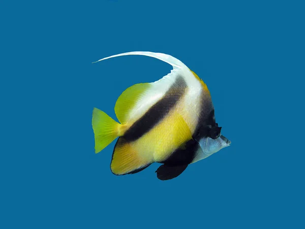 yalıtılmış tek egzotik balık - butterflyfish mavi zemin üzerine