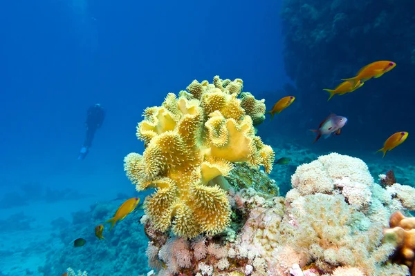 Κοραλλιογενή ύφαλο με μεγάλο κίτρινο μαλακά κοράλλια στο κάτω μέρος του τροπική θάλασσα — Φωτογραφία Αρχείου