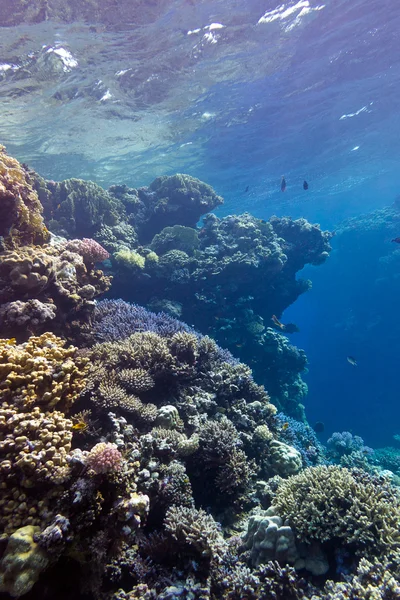 Coral reef with great hard corals at the bottom of tropical sea — Stock Photo, Image