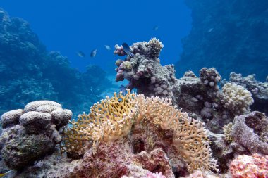 Coral reef ile sert ve mercan tropikal Deniz dibinde yangın