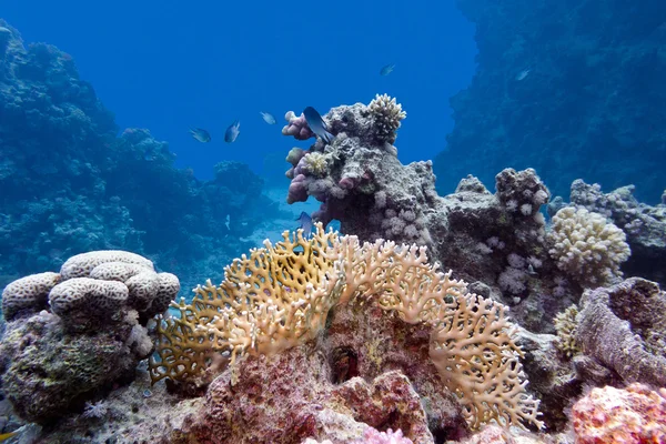 Arrecife de coral con coral duro y fuego en el fondo del mar tropical — Foto de Stock