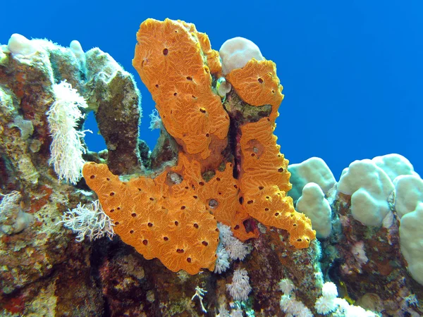 Korallenriff mit großem gelben Meeresschwamm am Grund des tropischen Meeres — Stockfoto