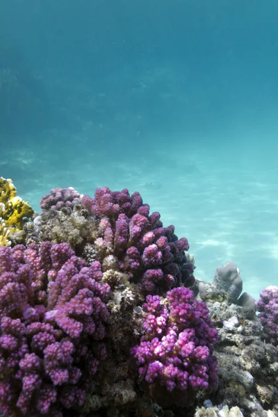 coral reef with pink pocillopora coral at the bottom of tropical sea