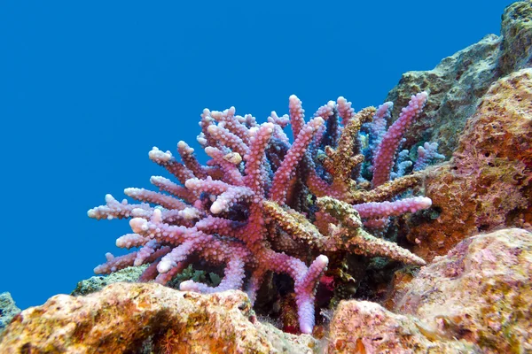 Coral reef with hard coral violet acropora at the bottom of tropical sea — Stock Photo, Image