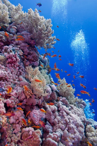 Arrecife de coral colorido con corales blandos y duros con peces exóticos en el fondo del mar tropical — Foto de Stock