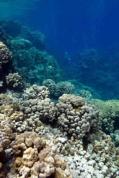 Коралловый риф с твердыми кораллами на дне тропического моря — стоковое фото