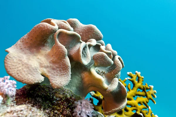 Кораловий риф з м'яким коралом на дні тропічного моря — стокове фото