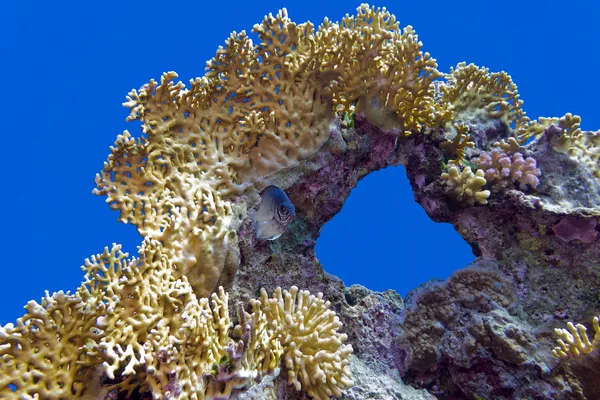Кораловий риф з великим вогняним коралом на дні тропічного моря — стокове фото
