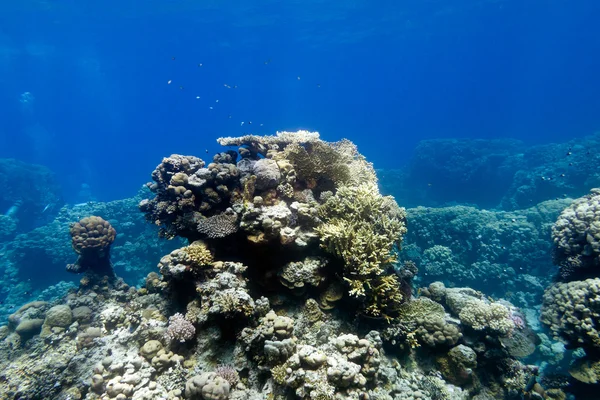 Koraal rif met harde koralen op de bodem van tropische zee op de achtergrond blauw water — Stockfoto