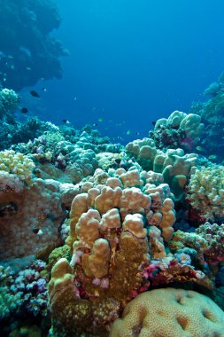 ile mavi su arka planda tropikal Deniz dibinde sert mercanlar mercan resifi