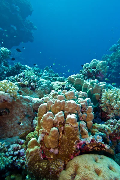 Κοραλλιογενή ύφαλο με σκληρά κοράλλια στο κάτω μέρος του τροπική θάλασσα σε φόντο μπλε του νερού — Φωτογραφία Αρχείου