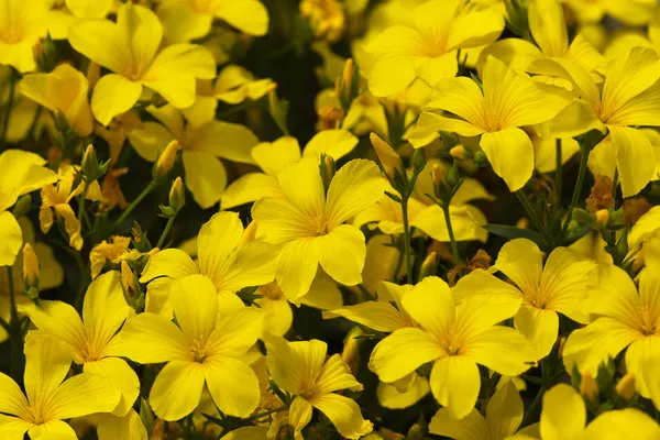 A lot of blooming yellow flowers of linum flavum in the garden — Stock Photo, Image