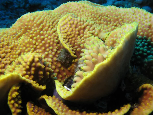 Arrecife de coral con turbinaria mesenterina de coral duro en el fondo del mar tropical —  Fotos de Stock