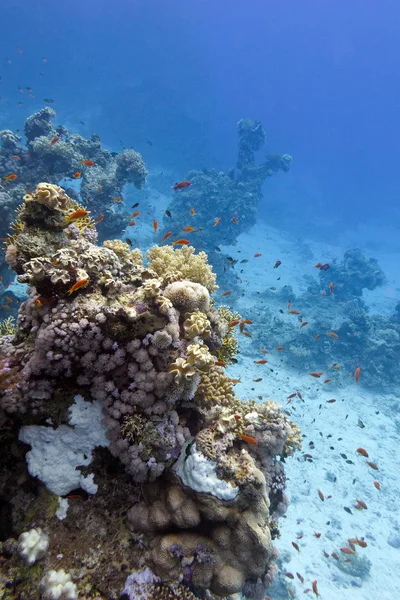 Koralikowa rafa na dnie morza tropikalne na tle niebieski wody — Zdjęcie stockowe