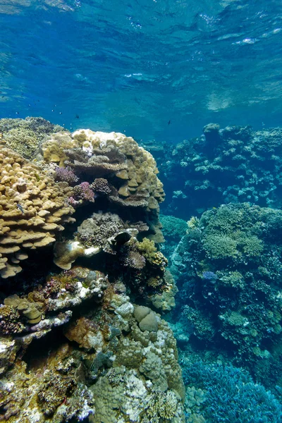Koraal rif met harde koralen op de bodem van tropische zee op de achtergrond blauw water — Stockfoto