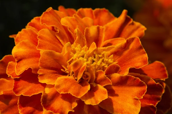 Single orange tagetes in garden - close up — Stock Photo, Image